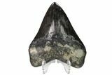 Fossil Megalodon Tooth - Georgia #151525-2